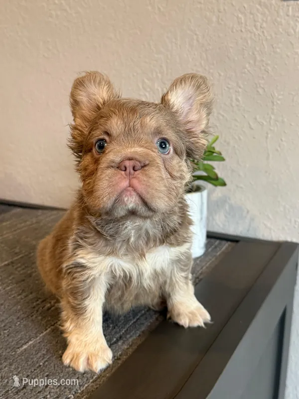 Isabella Fluffy  – French Bulldog puppy for sale in West Covina, CA