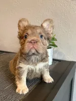 Isabella Fluffy , a female French Bulldog for sale in West Covina, CA – Photo 1 of 3