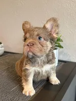 Isabella Fluffy , a female French Bulldog for sale in West Covina, CA – Photo 2 of 3