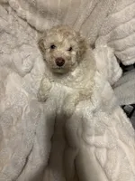 Cooper, a male Goldendoodle and Miniature Goldendoodle for sale in Pensacola, FL – 8 of 9
