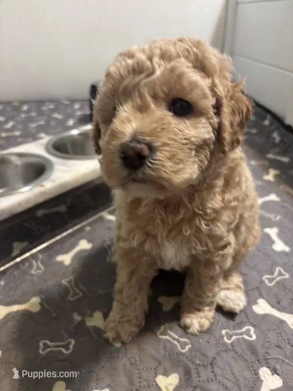 Teddy – Goldendoodle, Miniature Goldendoodle puppy for sale in Pensacola, FL