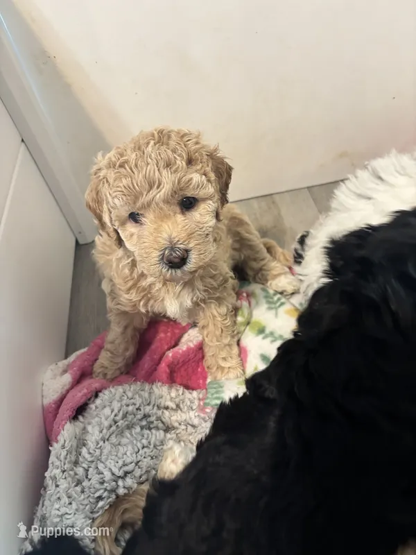 Honey – Goldendoodle, Miniature Goldendoodle puppy for sale in Pensacola, FL