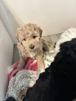 Honey, a female Goldendoodle and Miniature Goldendoodle for sale in Pensacola, FL – 2 of 8