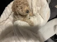 Honey, a female Goldendoodle and Miniature Goldendoodle for sale in Pensacola, FL – 6 of 8