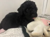 Ollie, a male Goldendoodle and Miniature Goldendoodle for sale in Pensacola, FL – 3 of 10