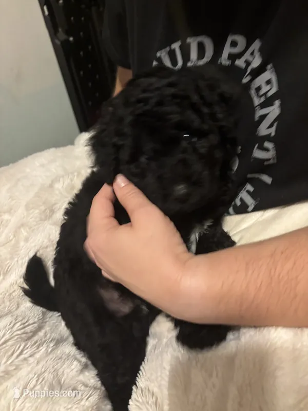 Ollie – Goldendoodle, Miniature Goldendoodle puppy for sale in Pensacola, FL