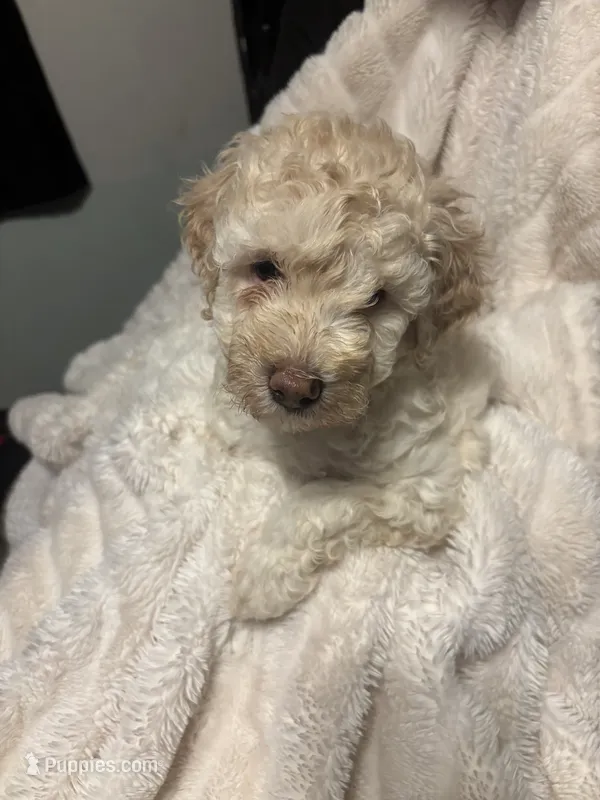 Cooper – Goldendoodle, Miniature Goldendoodle puppy for sale in Pensacola, FL