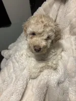 Cooper, a male Goldendoodle and Miniature Goldendoodle for sale in Pensacola, FL – 9 of 9