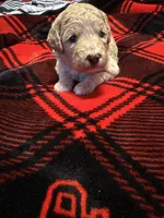 Molly, a female Goldendoodle and Miniature Goldendoodle for sale in Pensacola, FL – 2 of 2