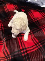 Cooper, a male Goldendoodle and Miniature Goldendoodle for sale in Pensacola, FL – 3 of 3