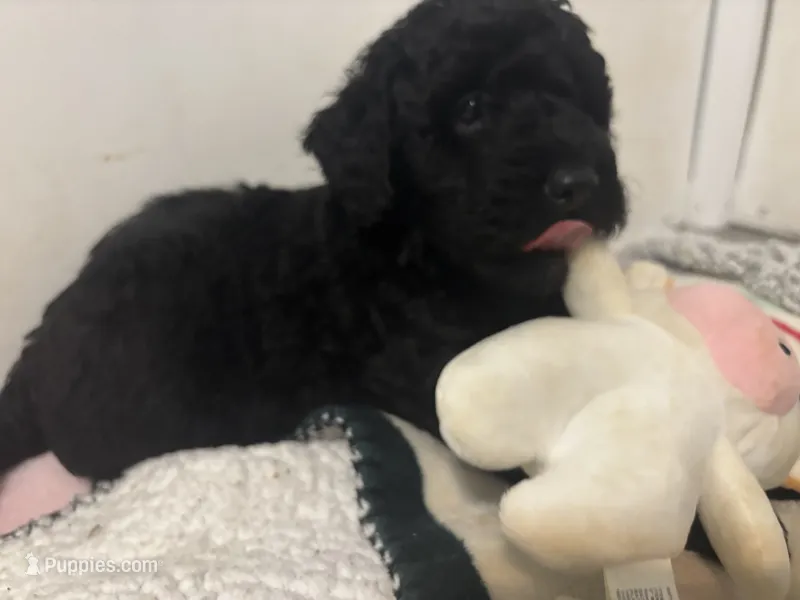 Ollie – Goldendoodle, Miniature Goldendoodle puppy for sale in Pensacola, FL