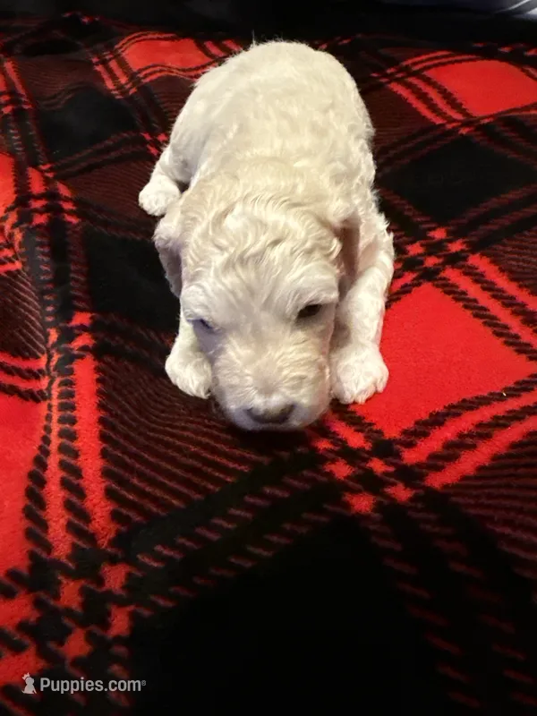 Cooper – Goldendoodle, Miniature Goldendoodle puppy for sale in Pensacola, FL