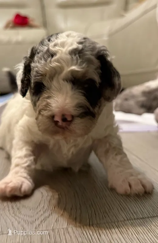 Buddy – Goldendoodle, Miniature Goldendoodle puppy for sale in Pensacola, FL