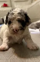 Buddy, a male Goldendoodle and Miniature Goldendoodle for sale in Pensacola, FL – 1 of 1