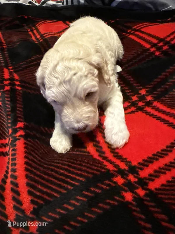 Cooper – Goldendoodle, Miniature Goldendoodle puppy for sale in Pensacola, FL