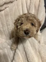 Honey, a female Goldendoodle and Miniature Goldendoodle for sale in Pensacola, FL – 5 of 8