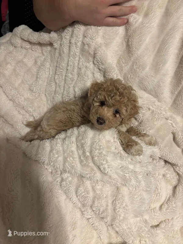 Teddy – Goldendoodle, Miniature Goldendoodle puppy for sale in Pensacola, FL