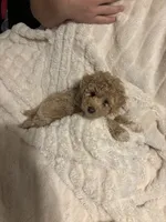 Teddy, a male Goldendoodle and Miniature Goldendoodle for sale in Pensacola, FL – 1 of 7