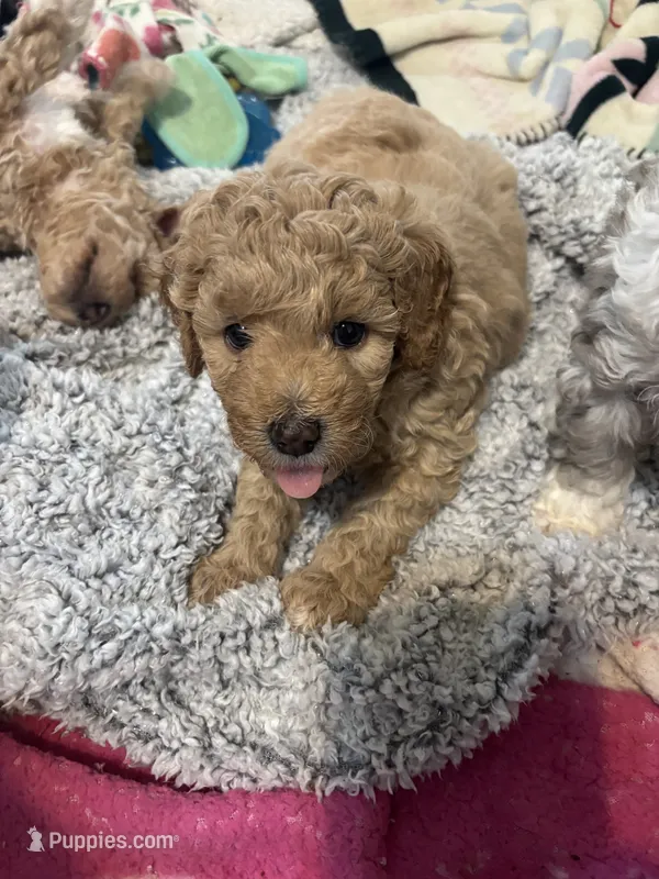 Molly – Goldendoodle, Miniature Goldendoodle puppy for sale in Pensacola, FL