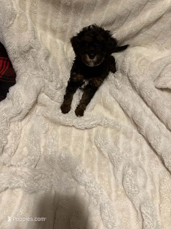 Beau – Goldendoodle, Miniature Goldendoodle puppy for sale in Pensacola, FL