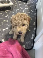 Honey, a female Goldendoodle and Miniature Goldendoodle for sale in Pensacola, FL – 3 of 8
