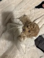 Teddy, a male Goldendoodle and Miniature Goldendoodle for sale in Pensacola, FL – 6 of 7