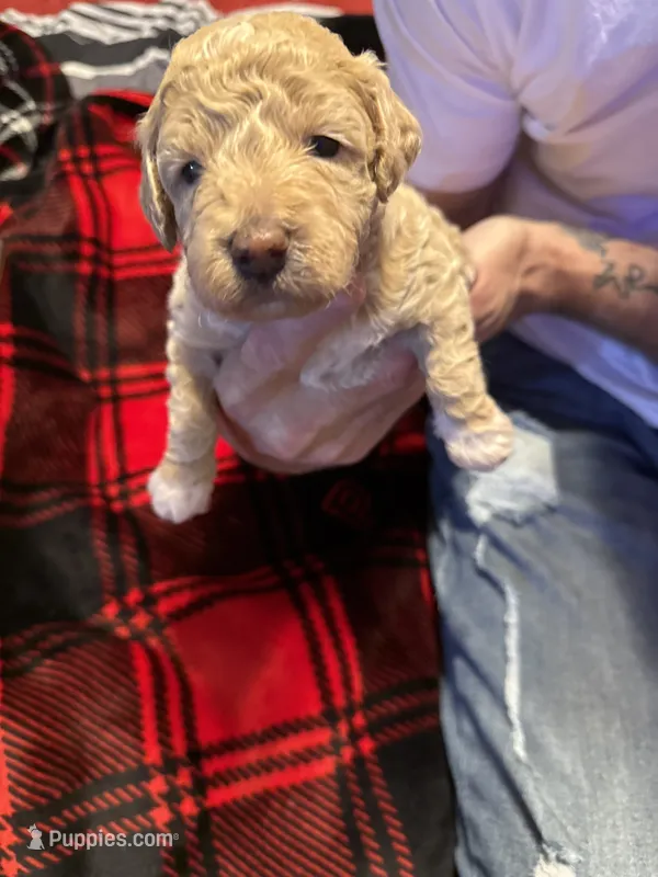 Teddy – Goldendoodle, Miniature Goldendoodle puppy for sale in Pensacola, FL