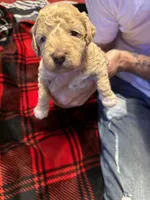 Teddy, a male Goldendoodle and Miniature Goldendoodle for sale in Pensacola, FL – 1 of 1
