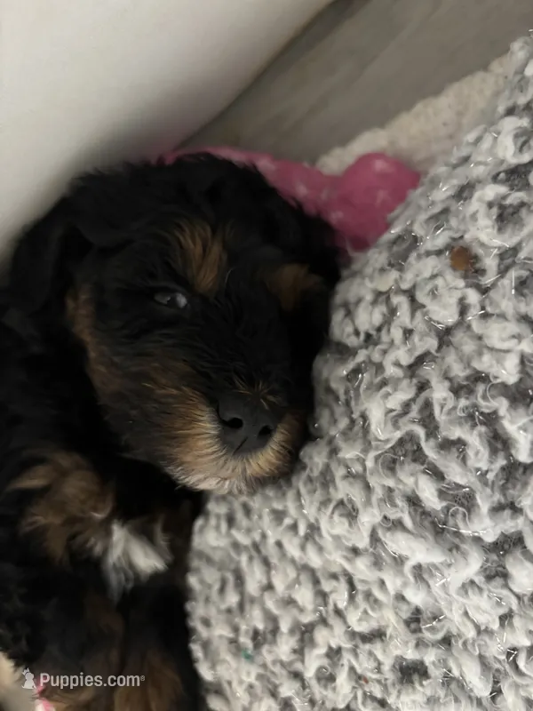 Beau – Goldendoodle, Miniature Goldendoodle puppy for sale in Pensacola, FL