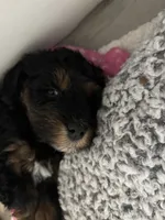 Beau, a male Goldendoodle and Miniature Goldendoodle for sale in Pensacola, FL – 2 of 7