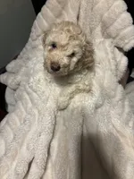 Cooper, a male Goldendoodle and Miniature Goldendoodle for sale in Pensacola, FL – 5 of 9