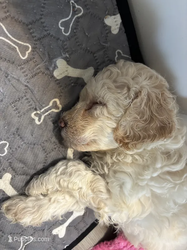 Cooper – Goldendoodle, Miniature Goldendoodle puppy for sale in Pensacola, FL