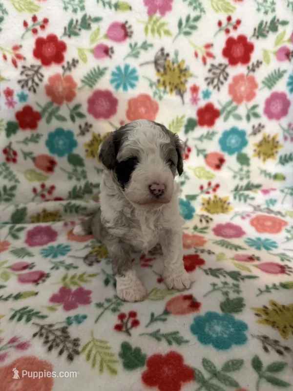 Cleo – Goldendoodle, Miniature Goldendoodle puppy for sale in Pensacola, FL