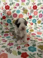 Cleo, a female Goldendoodle and Miniature Goldendoodle for sale in Pensacola, FL – 1 of 1