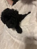 Ollie, a male Goldendoodle and Miniature Goldendoodle for sale in Pensacola, FL – 10 of 10