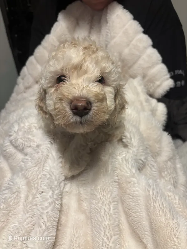 Cooper – Goldendoodle, Miniature Goldendoodle puppy for sale in Pensacola, FL