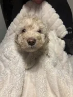Cooper, a male Goldendoodle and Miniature Goldendoodle for sale in Pensacola, FL – 1 of 9