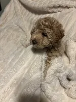 Honey, a female Goldendoodle and Miniature Goldendoodle for sale in Pensacola, FL – 8 of 8