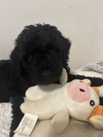 Ollie, a male Goldendoodle and Miniature Goldendoodle for sale in Pensacola, FL – 4 of 10