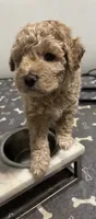 Teddy, a male Goldendoodle and Miniature Goldendoodle for sale in Pensacola, FL – 4 of 7
