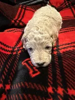 Honey, a female Goldendoodle and Miniature Goldendoodle for sale in Pensacola, FL – 1 of 3
