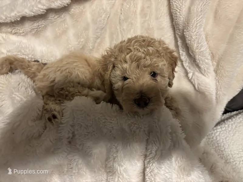Honey – Goldendoodle, Miniature Goldendoodle puppy for sale in Pensacola, FL
