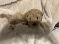 Honey, a female Goldendoodle and Miniature Goldendoodle for sale in Pensacola, FL – 1 of 8