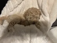 Honey, a female Goldendoodle and Miniature Goldendoodle for sale in Pensacola, FL – 7 of 8