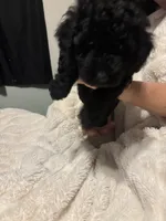 Ollie, a male Goldendoodle and Miniature Goldendoodle for sale in Pensacola, FL – 7 of 10