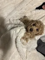Teddy, a male Goldendoodle and Miniature Goldendoodle for sale in Pensacola, FL – 7 of 7