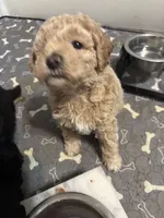 Teddy, a male Goldendoodle and Miniature Goldendoodle for sale in Pensacola, FL – 3 of 7