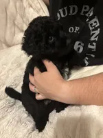 Ollie, a male Goldendoodle and Miniature Goldendoodle for sale in Pensacola, FL – 8 of 10