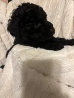 Ollie, a male Goldendoodle and Miniature Goldendoodle for sale in Pensacola, FL – 5 of 10
