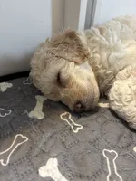 Cooper, a male Goldendoodle and Miniature Goldendoodle for sale in Pensacola, FL – 7 of 9